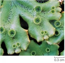 Refer to the figure.   Which statement provides the most accurate description of the structures shown in the figure? A)  These structures are found on lycophytes and are involved in asexual reproduction. B)  These structures contain the archegonia of liverwort gametophytes. C)  These structures give rise to the sporophyte generation and are found on the gametophytes of lycophytes. D)  These structures contain small, lens-shaped outgrowths that are capable of asexually propagating liverworts. E)  These structures represent early stages of independent sporophytes.
