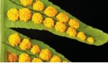 What does the figure show?   A)  Structures containing developing embryos B)  Structures specific to microphylls C)  Structures that hold clusters of spores D)  Structures that produce male gametes E)  A pathogen of euphyllophytes