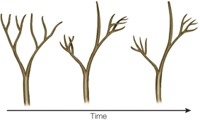 The evolution pictured in the figure is best described as   A)  the dichotomous branching of a sporophyte that would eventually develop into a microphyll. B)  the dichotomous branching of a sporophyte that would eventually develop into a megaphyll. C)  the flattening of a branching sporophyte characterized by overtopping that would eventually develop into a microphyll. D)  the flattening of a branching sporophyte characterized by overtopping that would eventually develop into a megaphyll. E)  asymmetrical apical growth that would eventually form photosynthetic material between branches.
