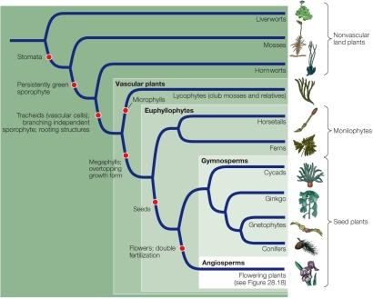 Based on the figure below, which conclusion can you make about the evolution of vascular plants?   A)  Monilophytes and seed plants can all be classified as euphyllophytes. B)  Production of seeds is a synapomorphy of vascular plants. C)  Mosses are the most ancient land plants. D)  Lycophytes are the ancestors of ferns. E)  Liverworts make up the sister group of vascular plants.