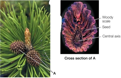 Refer to the figure.   Suppose that a specimen of structure A is given to you as an example of a fruit.Which response would be the most accurate? A)  This sample is from a gymnosperm, which does not make fruit. B)  This is a fruit dispersed by bats. C)  This is a fruit dispersed by birds. D)  The carpels of this fruit are incompletely fused. E)  This is a conifer fruit dispersed by wind.