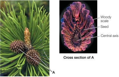 Refer to the figure.   Structure A is a A)  gall. B)  fascicle. C)  root cap. D)  male cone. E)  female cone.