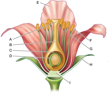 Refer to the figure.   What is the name of the swollen base of the pistil? Identify its label. A)  Ovary (C)  B)  Petal (E)  C)  Ovule (D)  D)  Anther (F)  E)  Sepal (H) 