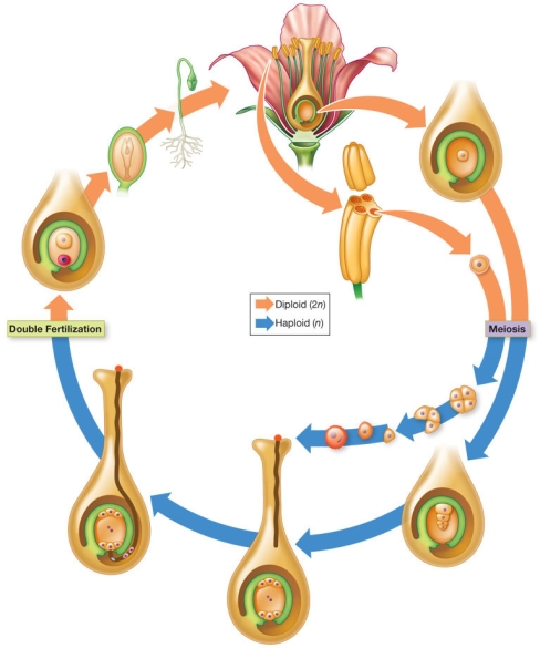 Refer to the figure, which shows the life cycle of an angiosperm.   If double fertilization were delayed in this plant, the appearance of which two critical structures shown in the diagram would be also delayed? A)  Embryo and integument B)  Embryo and endosperm C)  Endosperm and integument D)  Integument and micropyle E)  Pollen tube and endosperm