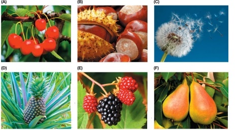 Refer to the figure.   The fruit in part _______ is an aggregate of several separate carpels. A)  A B)  B C)  C D)  D E)  E