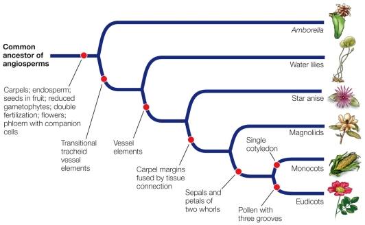 Refer to the figure, which shows the evolutionary relationships among the angiosperms.   Which group is most closely related to the monocots? A)  Amborella B)  Eudicots C)  Magnoliids D)  Water lilies E)  Star anise