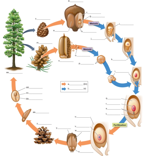 Refer to the figure.   Label the processes in the life cycle of a pine.In the boxes; indicate the haploid, diploid, sporophyte, and gametophyte generations; and label all of the structures indicated.