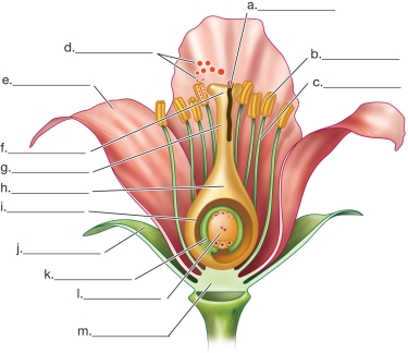 Refer to the figure.   Label the parts of the flower indicated.