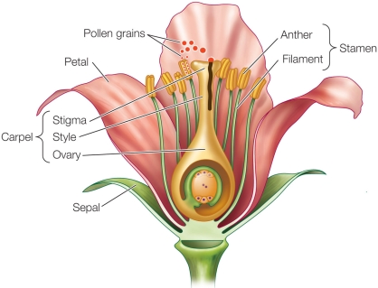 Refer to the figure.   Some flowers are missing one or more of the following floral organs: sepals, petals, stamens, and carpels.Which floral organ or organs do you think might be found in the flowers that have the fewest floral organ types? Discuss the possibilities, both for a single flower and for a species.