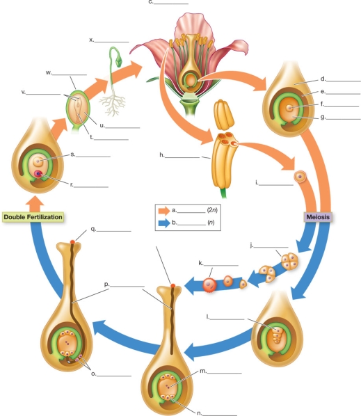 Refer to the figure.   In the angiosperm life cycle shown, label the processes in the boxes, indicate the haploid and diploid generations, and label all of the structures indicated.