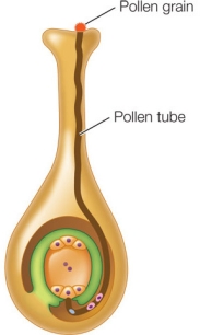 Refer to the figure.   Which statement about the figure is false? A)  It shows both a microgametophyte and a megagametophyte. B)  The female gametophyte is highly reduced. C)  The sperm cells have fused with the egg and polar nuclei. D)  The pollen tube has grown through the style of the pistil. E)  The pollen grain itself has entered the style.