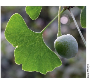 Refer to the figure.   Your roommate visits the botanical gardens over the weekend.When she returns, she excitedly shows you the photograph (shown)  of a plant she has identified as an angiosperm.How do you best respond? A)  The fruit must be a simple fruit, like those found in cherries. B)  The venation in the leaves shows that this is a eudicot. C)  This is actually a gymnosperm. Even though that structure resembles a fruit, only angiosperms produce true fruits. D)  This must be one of the transitional species that bridged the evolution of angiosperms from gymnosperms. E)  This fruit is most likely dispersed by a larger animal, like a chipmunk or squirrel.