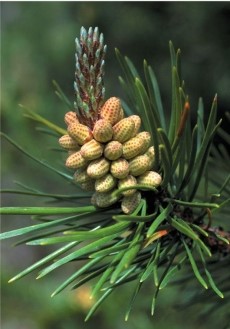 Refer to the figure.   The clusters of structures shown in the figure are A)  male cones where meiosis occurs to generate microgametophytes. B)  male cones where mitosis occurs to generate megagametophytes. C)  male cones composed of tightly sealed woody scales that protect the pollen grains. D)  male cones composed of tightly sealed herbaceous scales that protect the microgametophytes. E)  female cones composed of tightly sealed herbaceous scales that protect the megagametophytes.
