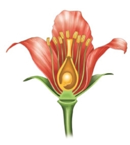 Refer to the figure.   Which term is least likely to be used when speaking of this flower? A)  Perfect B)  Stamen C)  Monoecious D)  Calyx E)  Double fertilization