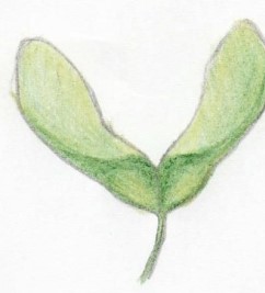 Refer to the figure.   Shown is a fruit from a maple tree.Visible are two seeds surrounded by thin papery fruit.Based on this body plan, what is the most likely method of seed dispersal in this tree? A)  Water B)  Insect C)  Mammal D)  Bird E)  Wind
