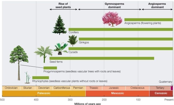 Refer to the figure.   According to the figure, what can you conclude about angiosperms? A)  They appeared in the Paleozoic era. B)  They evolved from gymnosperms. C)  As seed ferns declined, angiosperms increased. D)  Angiosperms and progymnosperms shared habitats. E)  Angiosperms became dominant during the Jurassic period.