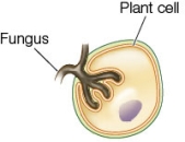 Refer to the figure, which shows a fungal interaction with a plant cell.   Which statement is an accurate description of this interaction? A)  The fungal hyphae have penetrated the plant cell and have broken through the cell membrane in order to obtain nutrients from the plant. B)  The fungus has formed haustoria that push directly against the plant plasma membrane in order to absorb nutrients secreted from the plant cell. C)  The fungal hyphae are ectomycorrhizae and have entered the plant cell in order to provide nitrogen in exchange for carbon compounds. D)  The fungus and plant cell have joined together in a symbiotic association to form a lichen. E)  The fungal hyphae are part of an arbuscular mycorrhizal network in which the fungus provides carbon to the plant in exchange for nitrogen.