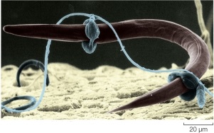 Refer to figure.   Which statement best describes the relationship between the nematode and the fungus shown? A)  The fungus and nematode have a symbiotic relationship in which both benefit from each other. B)  The fungus acts as a predator, trapping the nematode and invading it with hyphae to extract nutrients. C)  The nematode is a parasite that takes nutrients from the fungus. D)  The fungus acts as a parasite, invading the nematode and living within the host, causing only minimal harm. E)  The nematode is a pathogen of fungi and consumes the hyphae as a source of carbon.