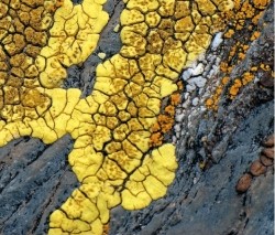 Refer to the figure.   The figure shows a A)  fast-growing lichen able to thrive on exposed surfaces with minimal nutritional input. B)  lichen that does not yet possess a partnership with photosynthetic bacteria or algae. C)  fungus experiencing a loss of chlorophyll due to high light exposure. D)  crustose lichen tightly adhered to its rocky substrate. E)  foliose lichen growing parallel to its substrate.