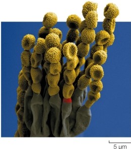 Refer to the figure.   The structures in the show in the figure are A)  conidia, a means of asexual reproduction used by filamentous sac fungi. B)  ascospores, a product of sexual reproduction used by club fungi. C)  zygospores, which give rise to the male and female gametes of zygospore fungi. D)  produced by the gametangia of chytrids after fertilization occurs. E)  soredia, a form of asexual reproduction used by some lichens.