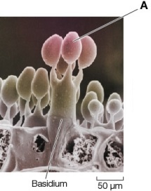 Refer to the figure.   The figure shows a magnified image of structures lining the gills found on the underside of a mushroom.Which statement correctly describes the structures labeled A? A)  These structures are a product of asexual reproduction in sac fungi. B)  These structures contain a dikaryotic arrangement of nuclei. C)  These structures are a product of sexual reproduction in club fungi. D)  These structures arise from karyogamy and are diploid. E)  These structures result from plasmogamy and generate new gametes.