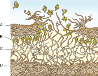 Refer to the figure, which shows the anatomy of a lichen.   Which layer(s) of the lichen is/are capable of mineral absorption?
