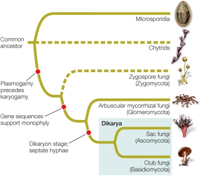 Refer to the figure, which shows the phylogeny of the fungi.   What are two synapomorphies that Basidiomycota do not share with the chytrids and microsporidia?