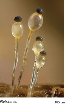 Refer to the figure.   What is the function of the elongate structures?