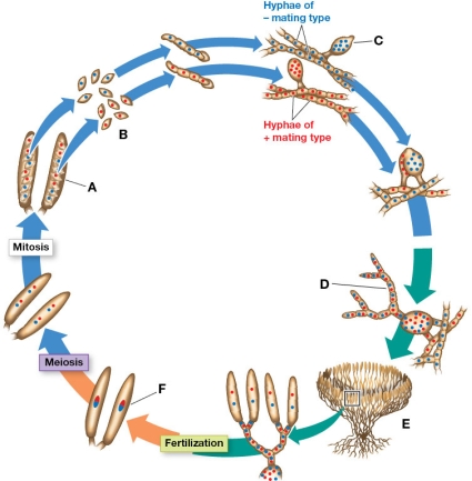 Refer to the figure, which shows the life cycle of Ascomycota fungi.   What is the only diploid stage of the fungus? Identify its label.