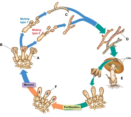 Refer to the diagram below showing the life cycle of Basidiomycota fungi.   What is the dispersal stage of the fungus? Identify its label.