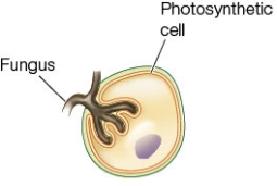 Refer to the figure, which shows a fungal interaction with a photosynthetic cell.   Which statement is not a potential explanation for the scenario shown? A)  The fungus and photosynthetic cell have joined together in a symbiotic association to form a lichen. B)  The fungus has formed haustoria that push directly against the plant plasma membrane in order to absorb nutrients secreted from the plant cell. C)  The fungal hyphae are ectomycorrhizae and have entered the plant cell in order to provide nitrogen in exchange for carbon compounds. D)  A parasitic fungus has entered a leaf through a stoma and is leaching nutrients from the plant cells through specialized structures that form from its hyphae. E)  The fungal hyphae are part of an arbuscular mycorrhizal network in which the fungus provides phosphorus to the plant in exchange for carbon compounds.