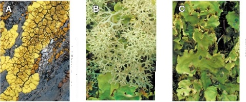 Refer to the figure.   The figure shows three different types of lichen labeled A, B, and C.Which of these body forms would best suit a lichen contributing to new soil formation in rocky terrain; why? A)  A; the lichen adheres tightly to its substrate and can acidify its surroundings to facilitate breakdown of inorganic materials. B)  B; the lichen acts as an ectomycorrhizal fungus and can provide nutrients to germinating seeds by encasing their roots, allowing them to grow and break down the rocks. C)  C; the lichen can trap airborne particles that will eventually collect in sufficient amounts to become soil. D)  A and C; these lichens can subsist on nutrients and minerals from the air and their photosynthetic partners, and over time they will die and become new soil. E)  B and C; these lichens can subsist on nutrients and minerals from the air and their photosynthetic partners, and over time they will die and become new soil.