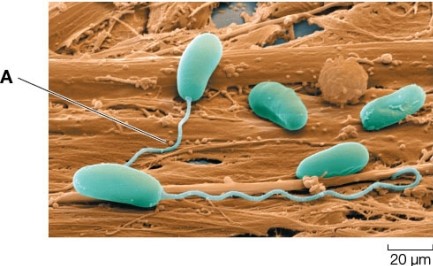 Refer to the figure.   The figure shows several microsporidia growing inside an animal host.If a mutation occurred that prevented the structure labelled A from developing properly, what would be the most likely consequence for the fungus? A)  The fungus would begin budding and reproduce asexually. B)  The microsporidia could not be vertically transmitted to the offspring of their host. C)  New infective spores would no longer be made by the fungus. D)  Microsporidia would not be able to obtain nutrients from the host. E)  The host would no longer be infected with microsporidia.
