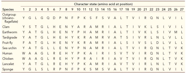 Refer to the table, which compares 27 amino acid positions for ten different species.   Which two character states are the same only in the outgroup and the sponge? A)  2 and 22 B)  5 and 25 C)  7 and 14 D)  9 and 17 E)  12 and 27
