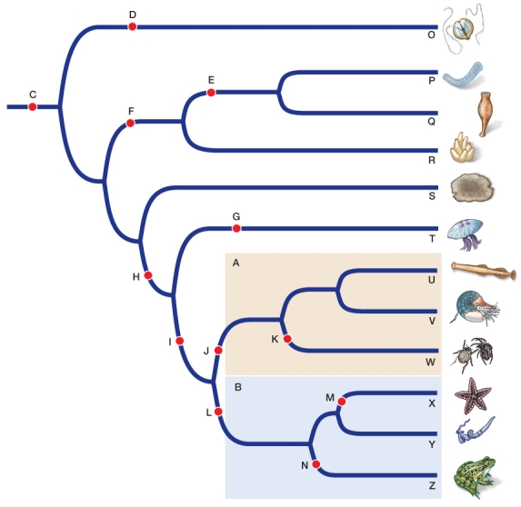 Refer to the figure. In the figure, identify the following groups: protostomes, deuterostomes, arrow worms, calcareous sponges, chordates, cnidarians, ctenophores, demosponges, ecdysozoans, echinoderms, glass sponges, hemichordates, lophotrochozoans, and placozoans.Additionally, identify these distinguishing traits marked with dots on the phylogenetic tree: bilateral symmetry along an anterior-posterior axis, three embryonic cell layers, centralized nervous system; blasotopore develops into mouth; blastopore develops into anus; choanocytes and spicules; exoskeleton molting; notochord; radial symmetry, silicaceous spicules; unique cell junctions, collagen and proteoglycans in extracellular matrix; nerve nets (listed twice); distinct organ systems.  