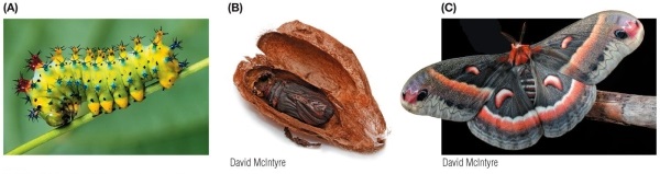 Refer to the figure.   The figure shows the different stages (A, B, and C) in the life cycle of the cecropia moth.Would you identify these stages as evidence for direct development or complete metamorphosis? Justify your answer.
