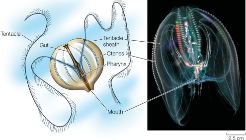 Refer to the figure.   Suppose you find an animal in a seawater sample that looks like the organism shown in the figure.What conclusions would you be able to make about the way this organism moves and feeds?