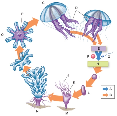 Refer to the figure.   In the typical life cycle shown in the figure, identify the diploid and haploid stages, identify the processes occurring in the boxes (mitosis, meiosis, fertilization, or fusion), and label the identified structures.