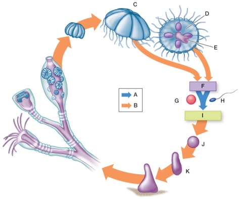 Refer to the figure.   In the typical hydrozoan life cycle shown, identify the diploid and haploid stages, identify the processes occurring in the boxes (mitosis, meiosis, fertilization, or fusion), and label the identified structures.