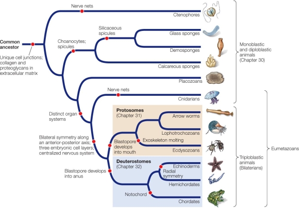 Refer to the figure.   Ctenophores have no nervous system and are radially symmetrical.Which group shown in the figure shares a trait with the ctenophores? A)  Deuterostomes B)  Eumetazoans C)  Sponges D)  Echinoderms E)  Ecdysozoans