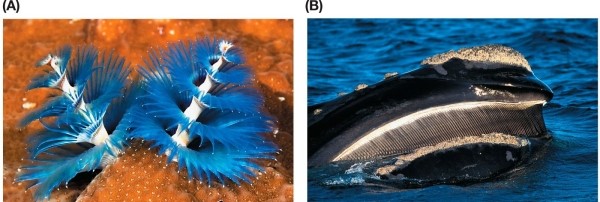 Refer to the figure.   Which animal has a feeding strategy similar to that of the two the organisms shown in the figure? A)  Raccoon B)  Eagle C)  Pig D)  Flamingo E)  Mosquito