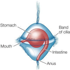 Refer to the figure.   The trochophore shown is the larval form of A)  mollusks and crustaceans. B)  crustaceans only. C)  mollusks only. D)  polychaete worms and echinoderms. E)  polychaete worms and mollusks.