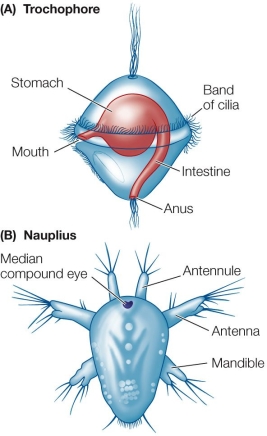 Refer to the figure.   Which statement concerning the two forms shown is true? A)  They are different stages in the life cycle of the same organism. B)  Both are adult forms. C)  They function in dispersal of the species. D)  Both are bilaterally symmetrical. E)  Both are radially symmetrical.