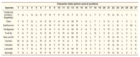 Refer to the table.   Which characters have shared, derived character states for protostomes? A)  1 and 6 B)  2 and 3 C)  6 and 19 D)  20 and 27 E)  25 and 27
