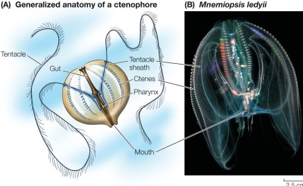 Refer to the figure.   Which pair of terms best describes the mobility and feeding strategy of the comb jelly (a ctenophore)  shown? A)  Motile, filter feeder B)  Motile, predator C)  Sessile, filter feeder D)  Sessile, predator E)  Sessile, detritivore