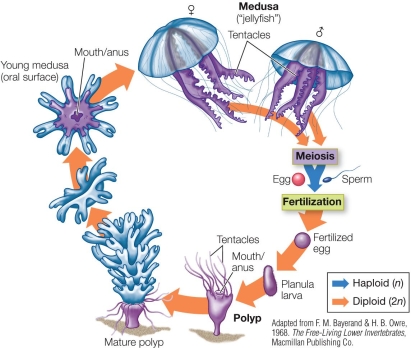 Refer to the figure.   Which statement concerning the medusa form of the jellyfish shown is false? A)  It uses tentacles for catching prey. B)  It exhibits radial symmetry. C)  It uses cilia for movement. D)  It stings prey with nematocysts. E)  Contraction of the bell enables locomotion.