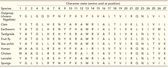 Refer to the table.   Which character(s)  provide(s)  shared derived character states that distinguish protostomes from deuterostomes and sponges? A)  25 only B)  20 only C)  27 only D)  25 and 27 E)  25, 26, and 27