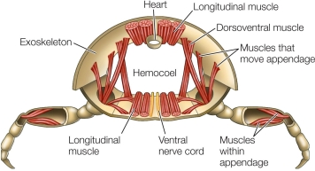 Refer to the figure showing an arthropod exoskeleton.   Which structure is/are common to arthropods and annelids? A)  Ventral nerve cord B)  Muscles within appendage C)  Hemocoel D)  Exoskeleton E)  Muscles that move appendages