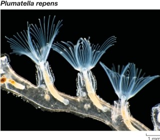 The figure shows several bryozoans.   Which statement about these organisms cannot be inferred from the evidence in the figure? A)  They are colonial. B)  They possess a lophophore. C)  They may have an external skeleton. D)  They are likely filter-feeders. E)  They have a trochophore larva.