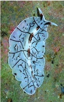 Refer to the figure.   The organism depicted is a _______, which lacks specialized organs for _______. A)  rotifer; movement B)  nematode; reproduction C)  flatworm; gas exchange D)  flatworm; reproduction E)  bryozoan; gas exchange